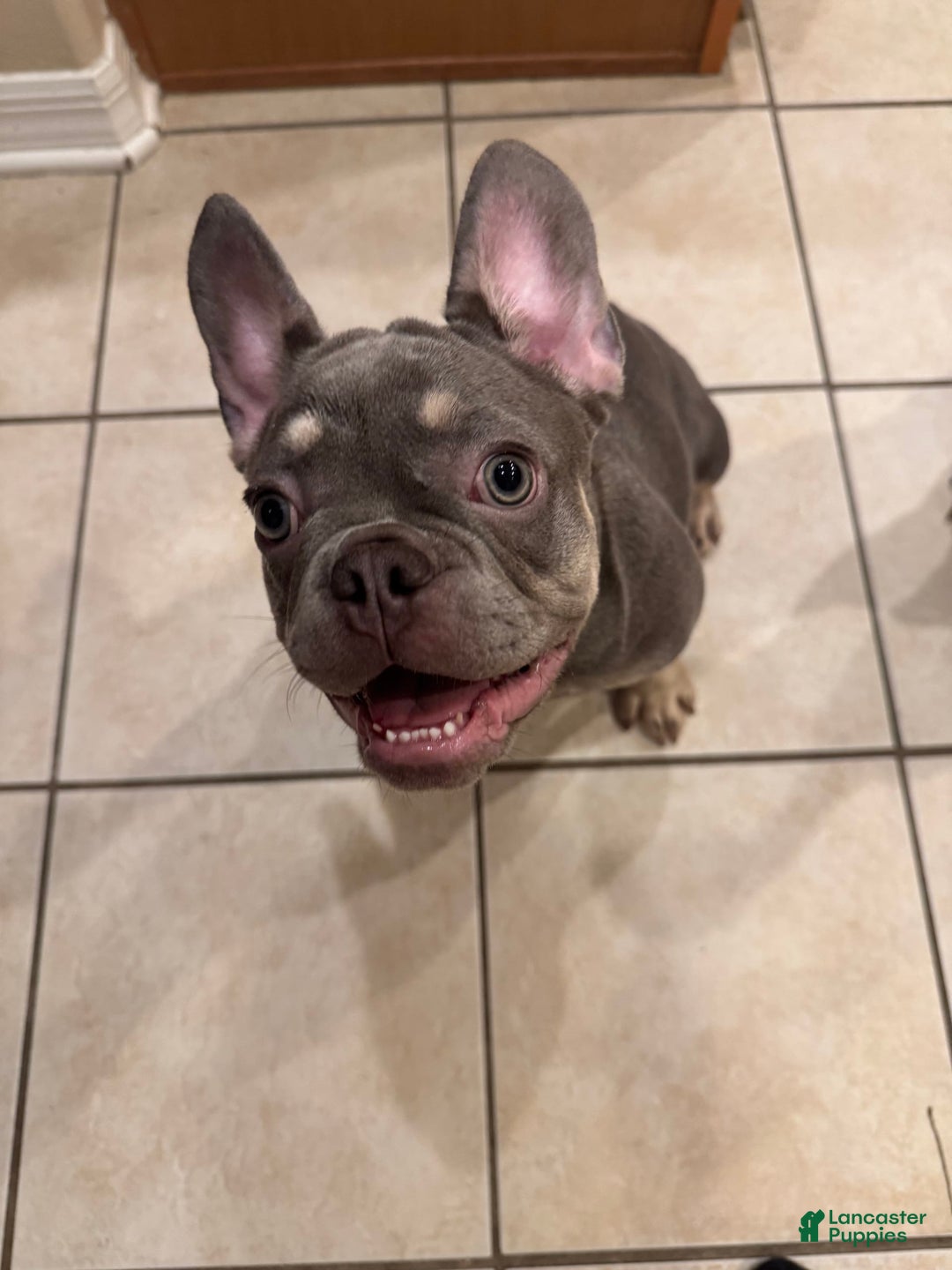 French Bulldog dogs for sale: Lilac And Tan - Image 3