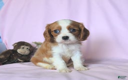 Cavalier King Charles Spaniel dogs for sale: Jason - Image 1