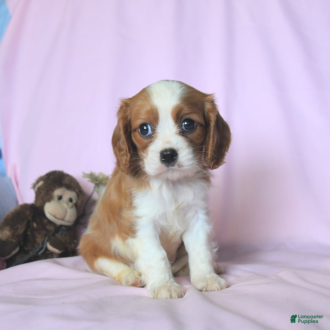 Cavalier King Charles Spaniel dogs for sale: Jason - Image 1