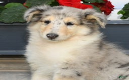 Collie dogs for sale: Pansy - Image 8