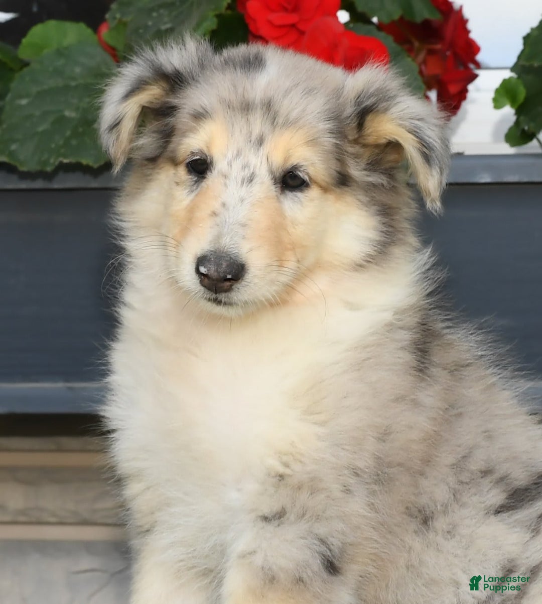 Collie dogs for sale: Pansy - Image 8
