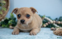 Chihuahua dogs for sale: Paul - Image 2