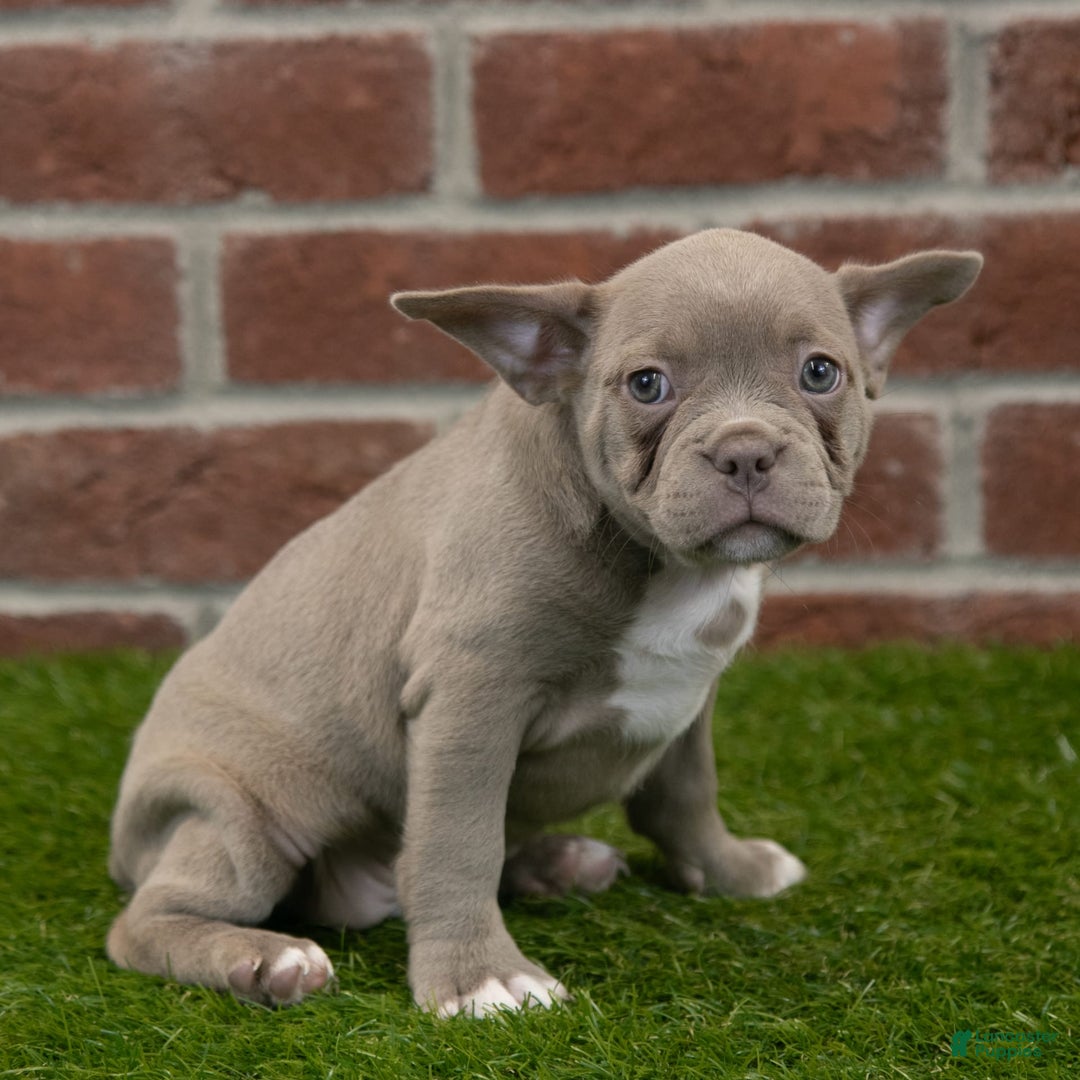 Frenchton dogs for sale: Scarlett - Image 5