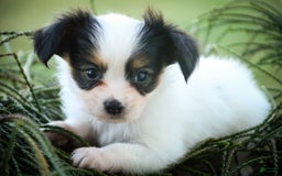 Papillon dogs for sale: Laramie - Image 6
