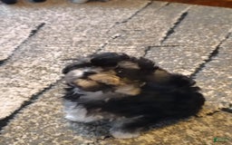 Maltipoo dogs for sale: Olive - Image 2