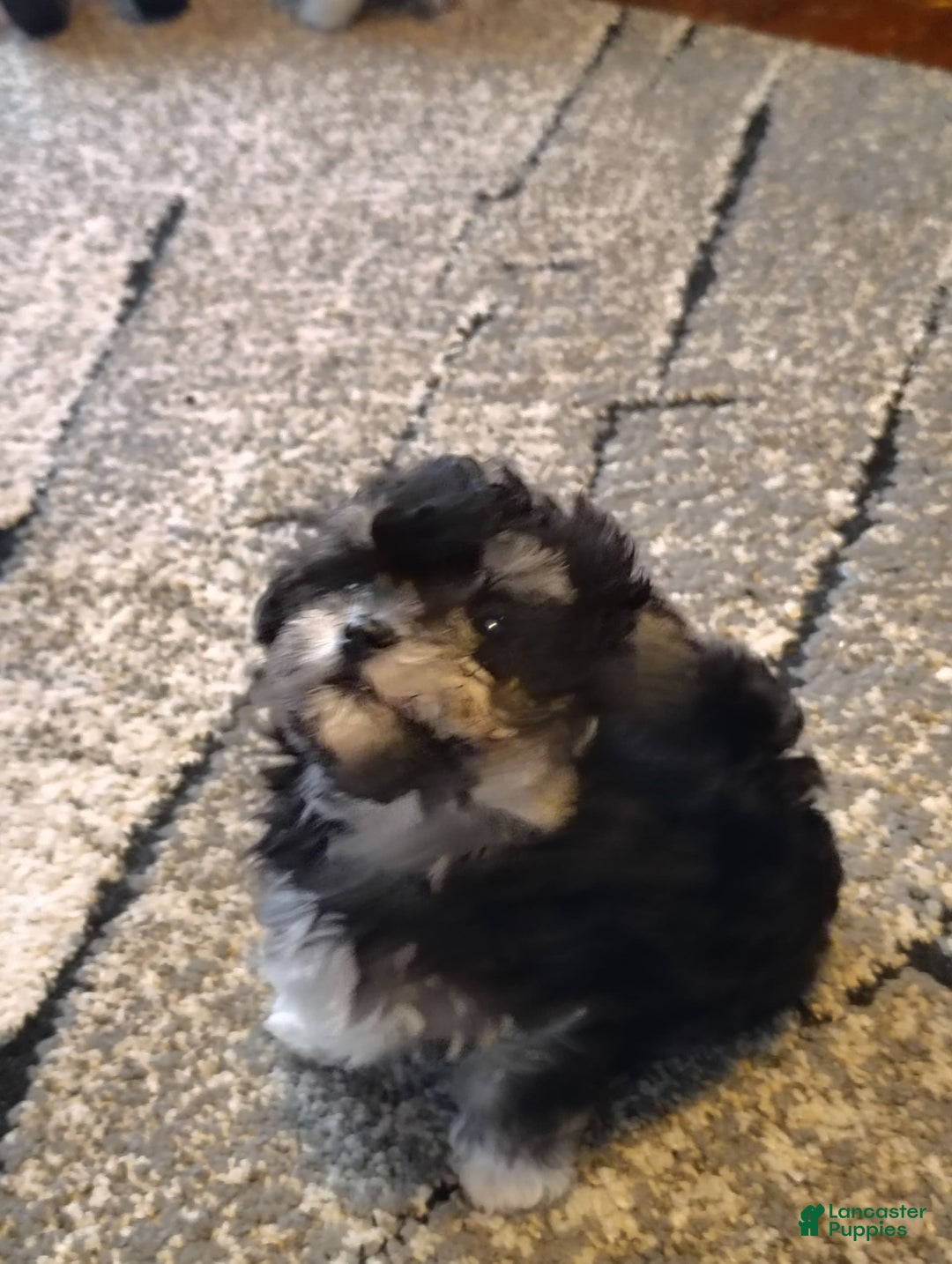Maltipoo dogs for sale: Olive - Image 2