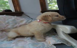 Golden Retriever dogs for sale: Erin - Image 25