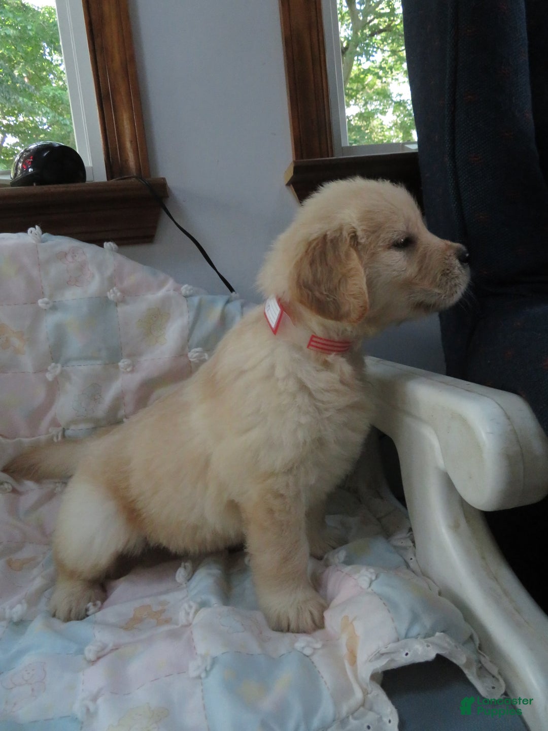 Golden Retriever dogs for sale: Erin - Image 25