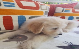Goldendoodle dogs for sale: Cookie - Image 2