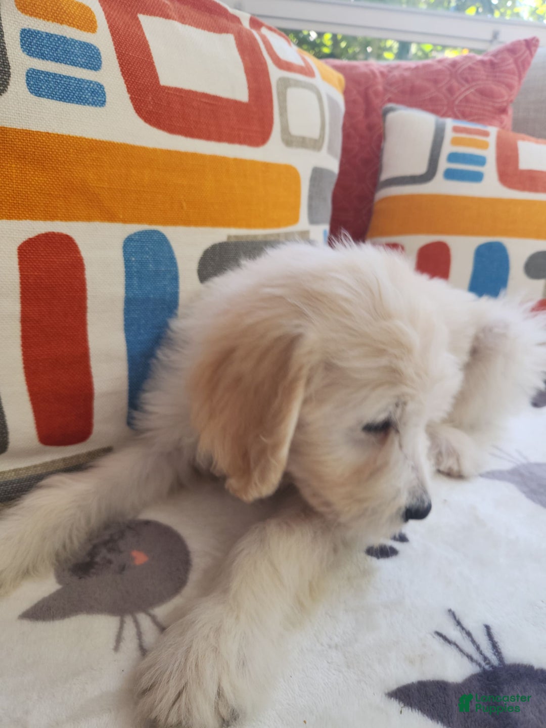 Goldendoodle dogs for sale: Cookie - Image 2