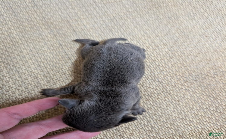 Chihuahua dogs for sale - Ad 2