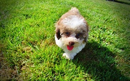 Havapoo dogs for sale: Gabby - Image 3