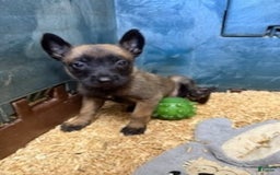 Belgian Malinois dogs for sale: Molly - Image 1