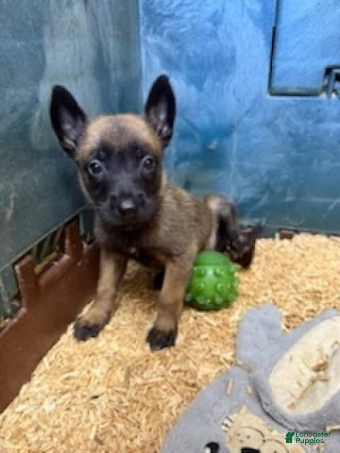 Belgian Malinois dogs for sale: Molly - Image 1