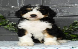 Bernedoodle dogs for sale: Danny - Image 1