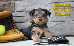 Yorkshire Terrier dogs for sale: Walker - Image 1