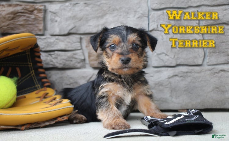 Yorkshire Terrier dogs for sale - Ad 3