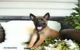 Belgian Malinois dogs for sale: Ashira - Image 5