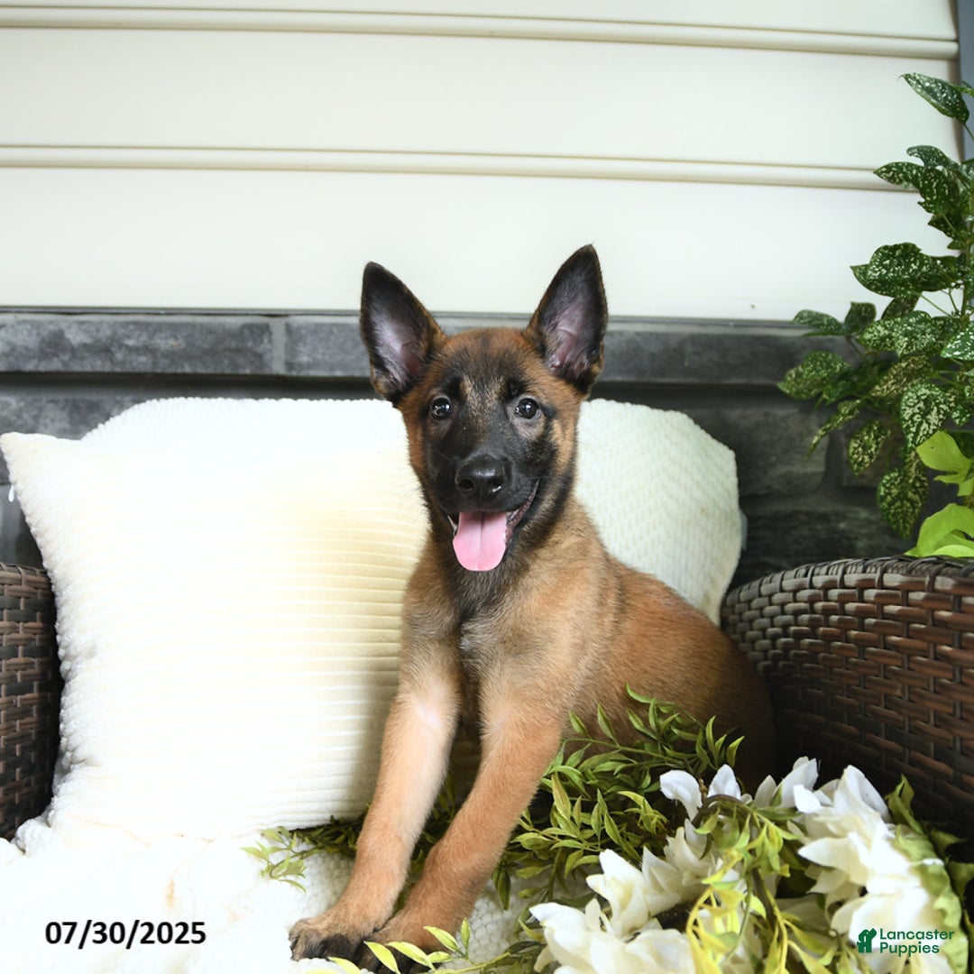 Belgian Malinois dogs for sale: Ashira - Image 5