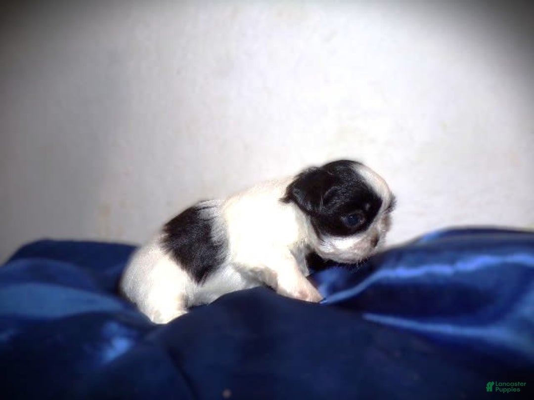 Shih Tzu dogs for sale: Tiny Jewel - Image 4