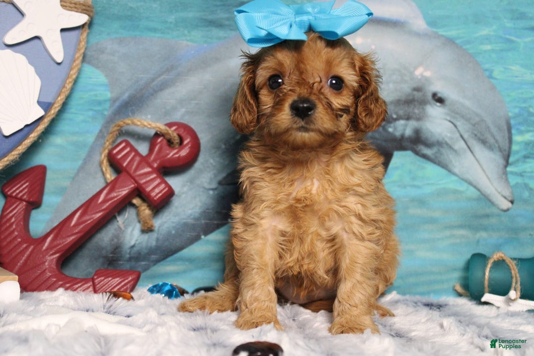 Cavapoo dogs for sale: Phoenix - Image 48