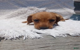 Miniature Dachshund dogs for sale: Barley - Image 10