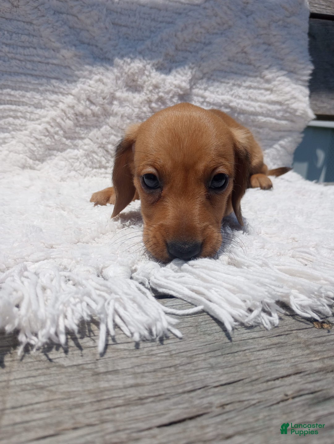 Miniature Dachshund dogs for sale: Barley - Image 10