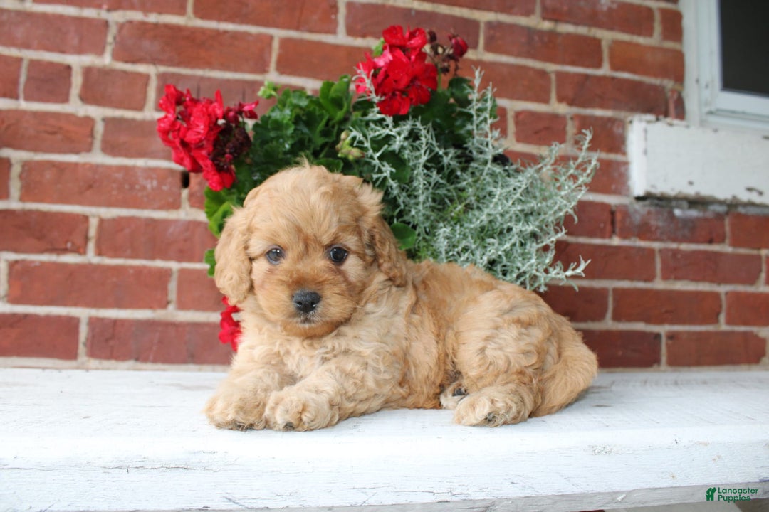 Cavapoo dogs for sale: Alex - Image 2