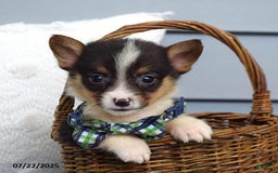 Welsh Corgi Pembroke dogs for sale: Zeke - Image 6