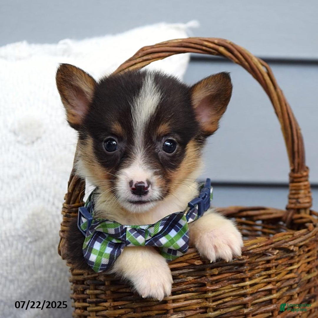 Welsh Corgi Pembroke dogs for sale: Zeke - Image 6