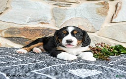 Miniature Bernese Mountain Dog dogs for sale: Juniper - Image 4