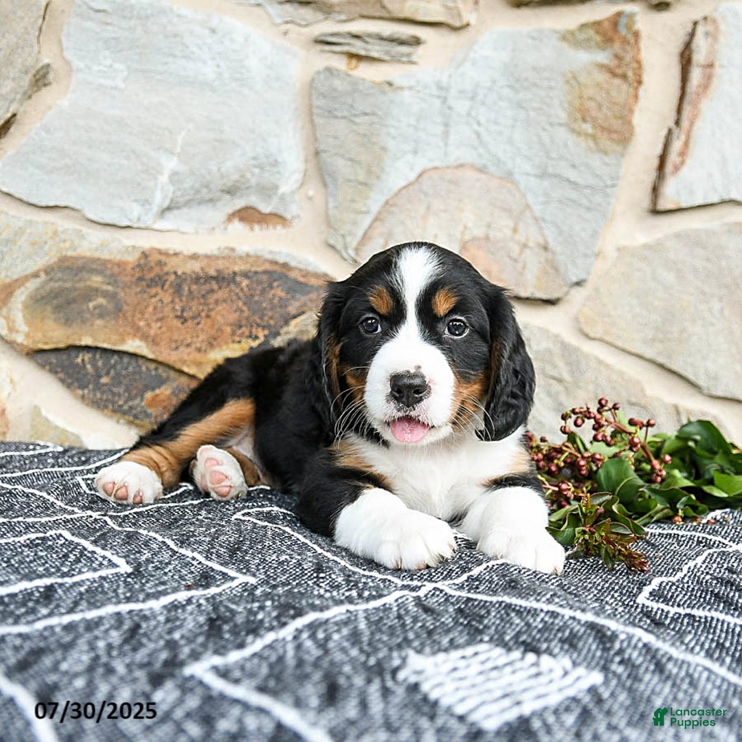 Miniature Bernese Mountain Dog dogs for sale: Juniper - Image 4