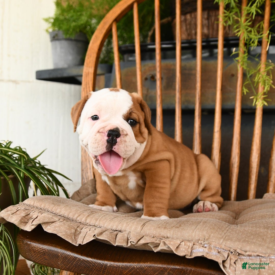 Olde English Bulldogge dogs for sale: Elsa - Image 4