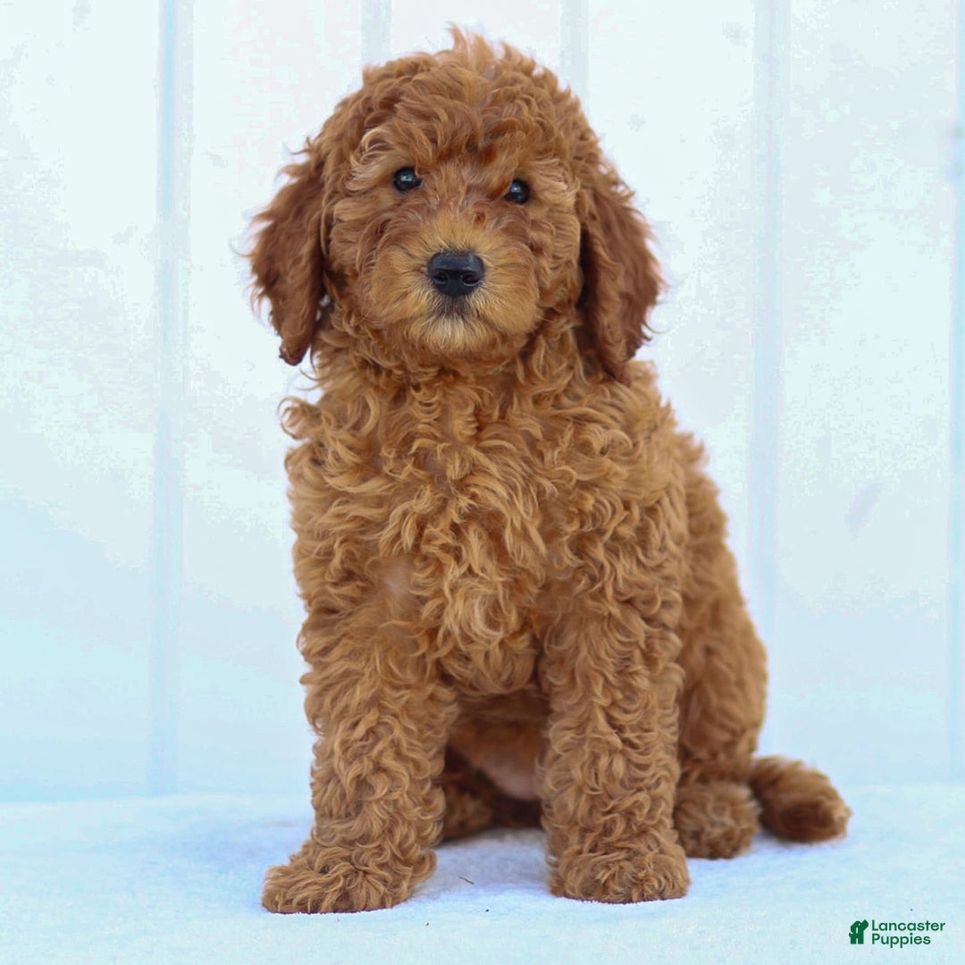 Miniature Poodle dogs for sale: Colette - Image 17