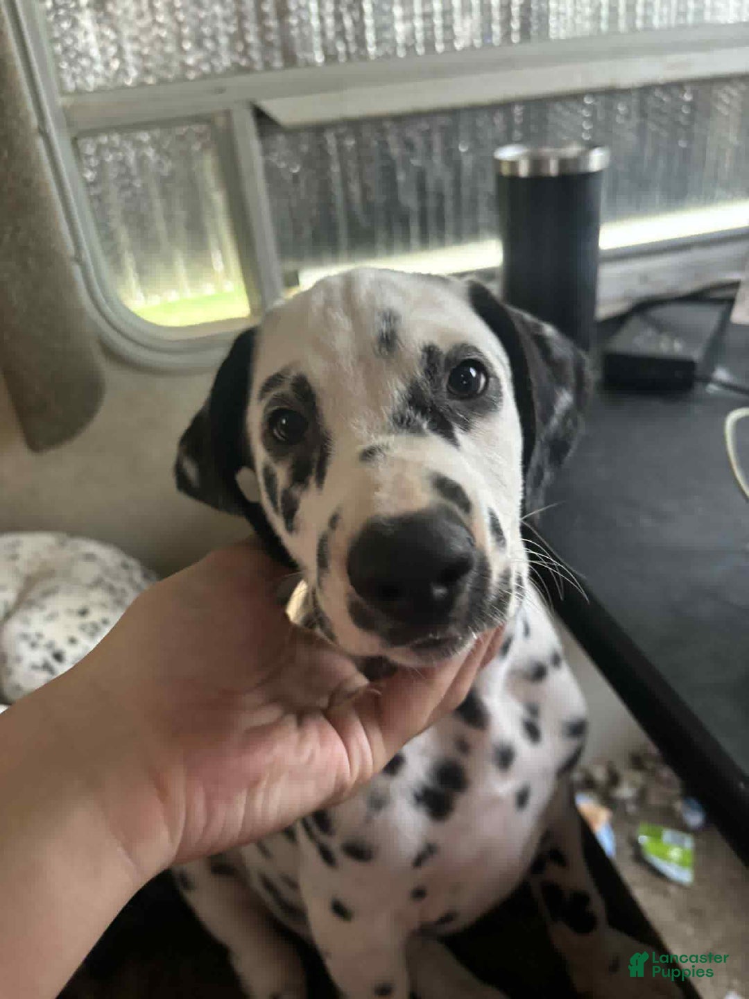 Dalmatian dogs for sale: Lightening - Image 1