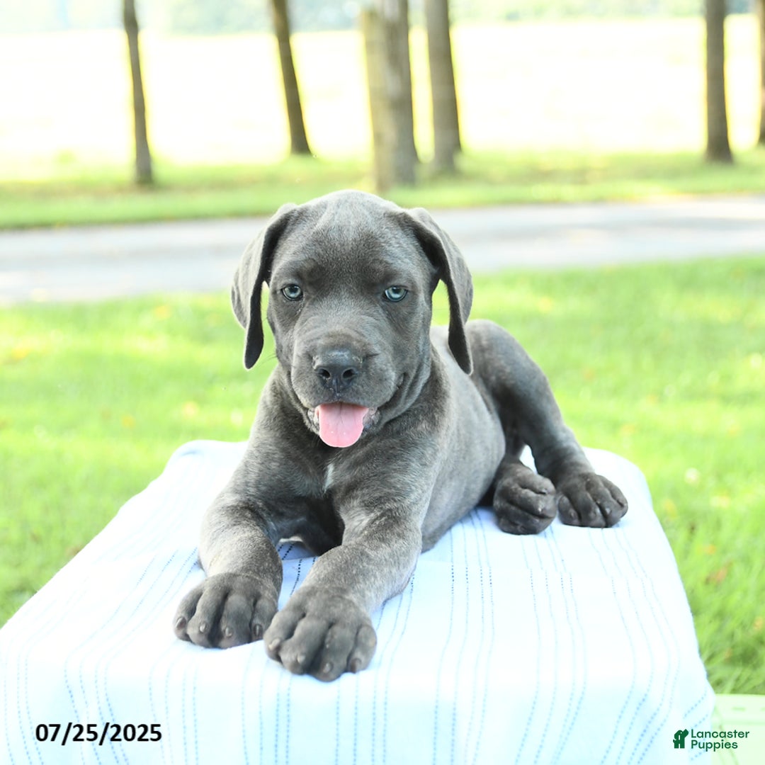 Cane Corso dogs for sale: Drake - Image 1