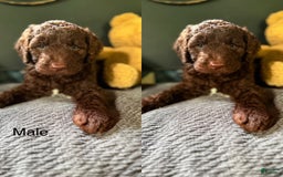 Goldendoodle dogs for sale: Waylon - Image 2