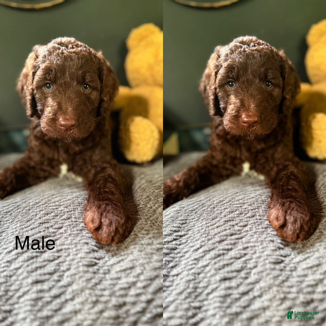Goldendoodle dogs for sale: Waylon - Image 2