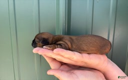Shih Tzu dogs for sale: Aero - Image 1