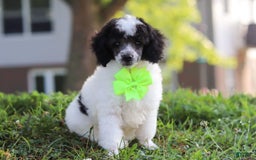 Miniature Poodle dogs for sale: Oreo - Image 10
