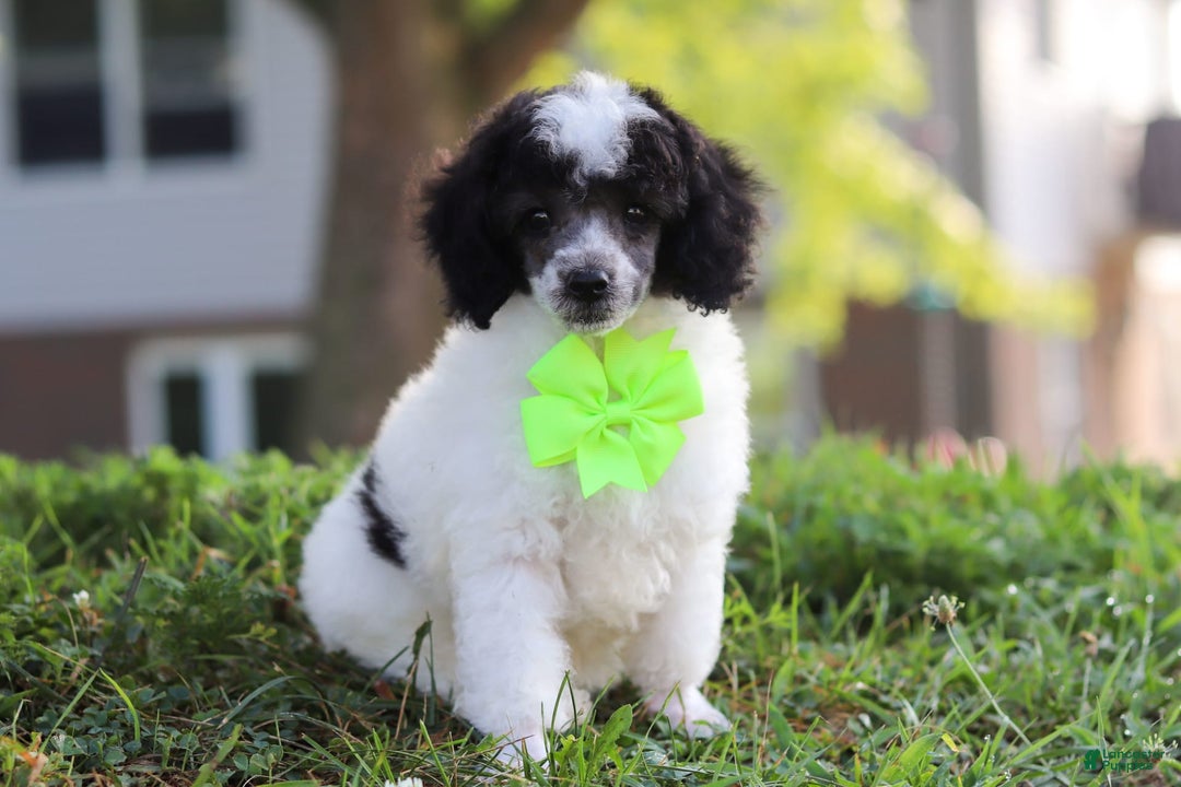 Miniature Poodle dogs for sale: Oreo - Image 10