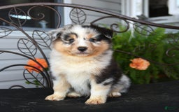 Australian Shepherd dogs for sale: Lars - Image 3
