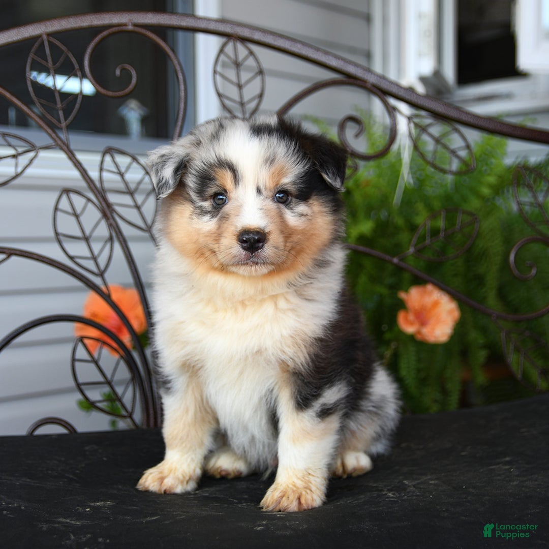 Australian Shepherd dogs for sale: Lars - Image 3