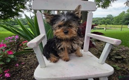Yorkshire Terrier dogs for sale: Justin - Image 1