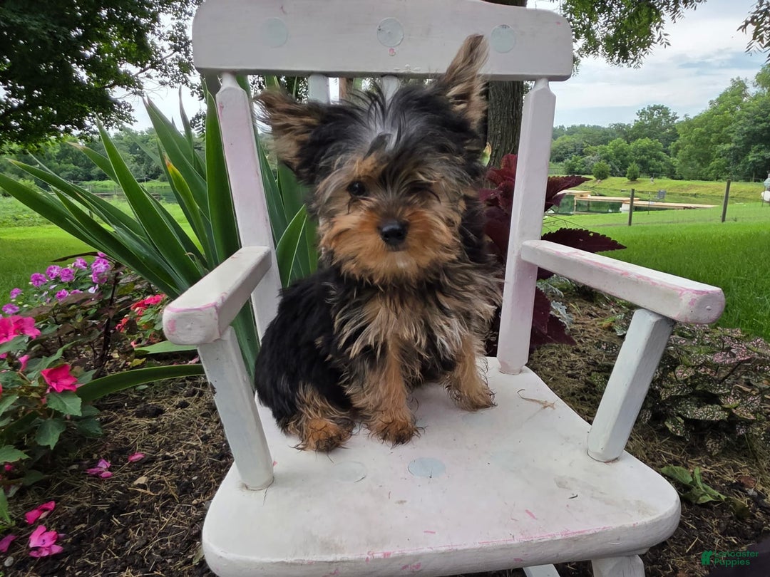 Yorkshire Terrier dogs for sale: Justin - Image 1