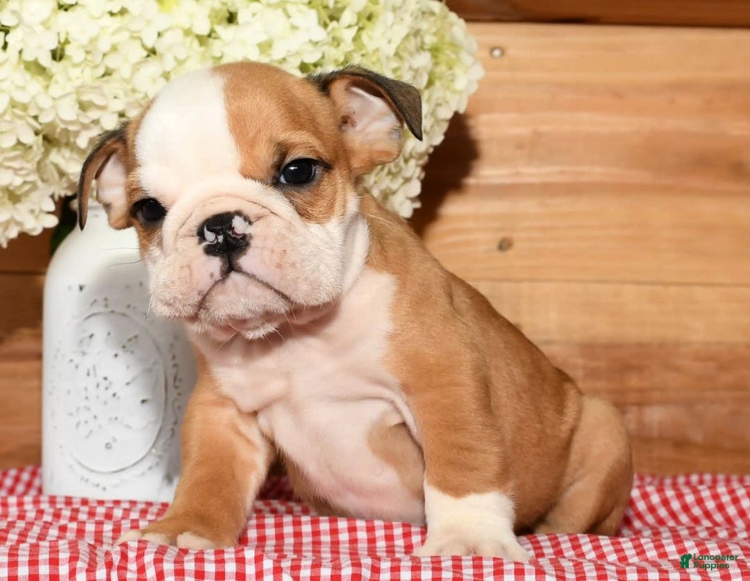 Beabull dogs for sale: Chase - Image 1