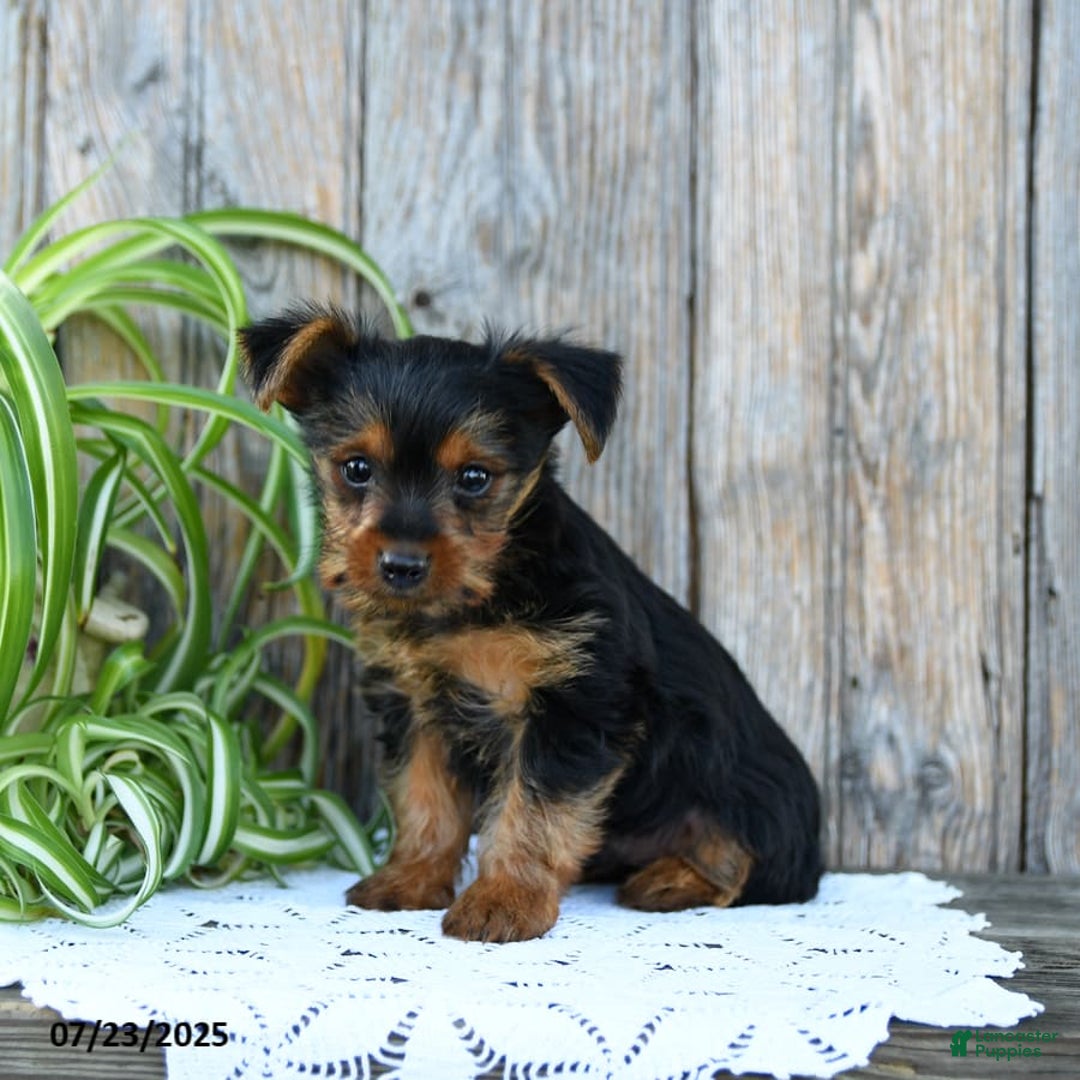 Yorkshire Terrier dogs for sale: Lucas - Image 3