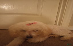 Pudelpointer dogs for sale: Princess - Image 1