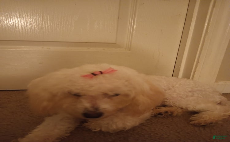 Pudelpointer dogs for sale - Ad 1