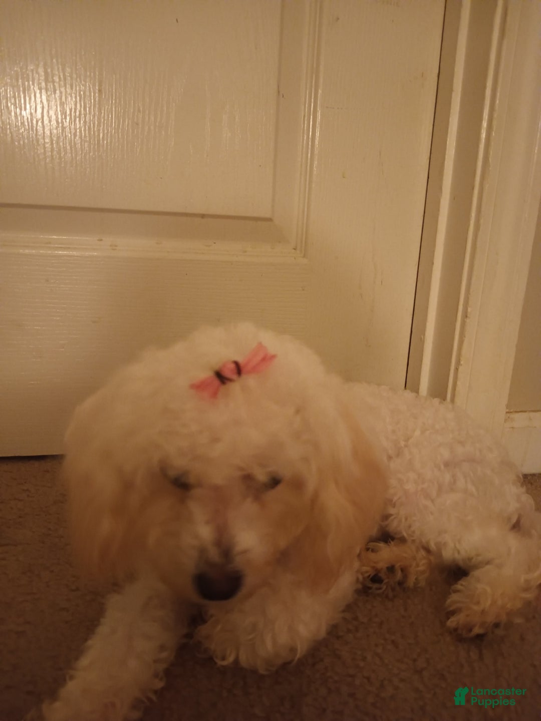 Pudelpointer dogs for sale: Princess - Image 1